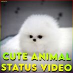 Cute Animal Status Video