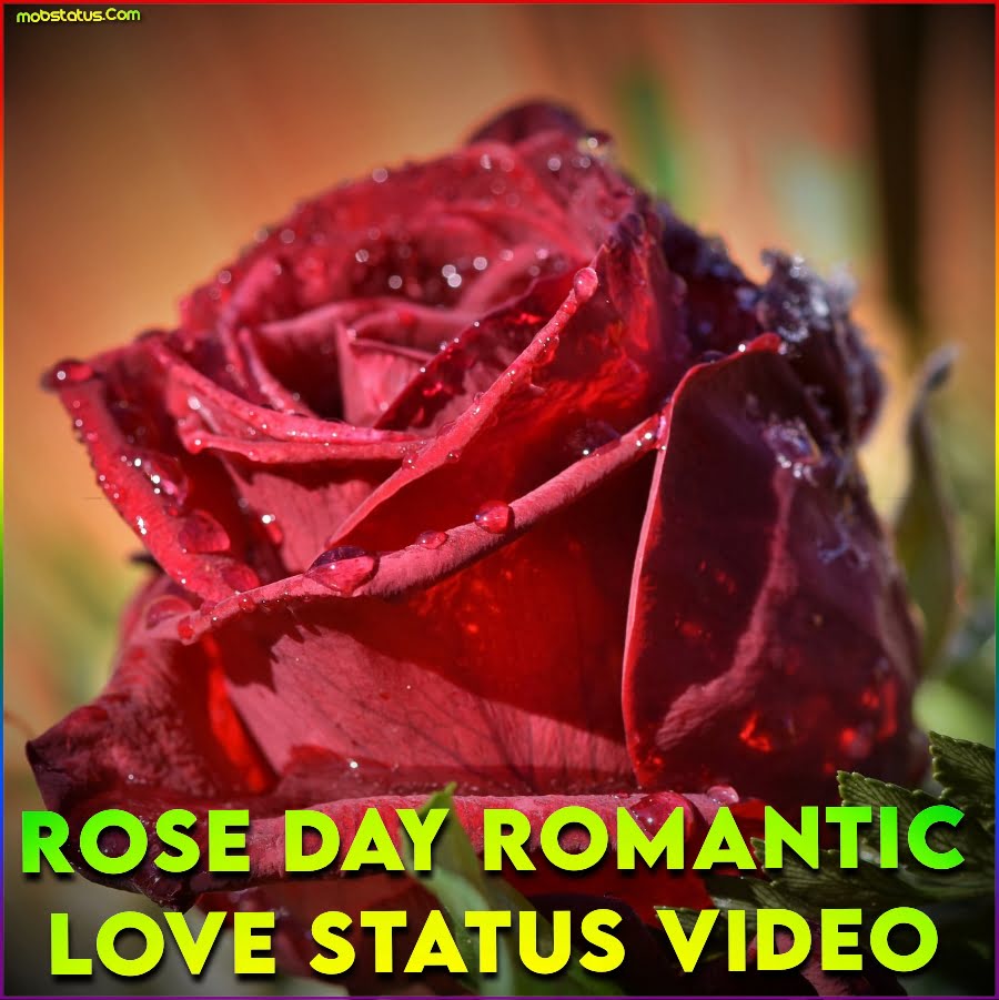 Rose Day Romantic Love Whatsapp Status Video