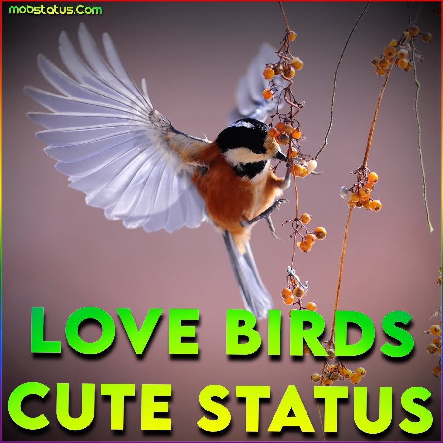 love-birds-cute-status-video-download-full-screen