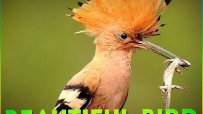 Beautiful Birds With Beautiful Sounds Whatsapp Status Video