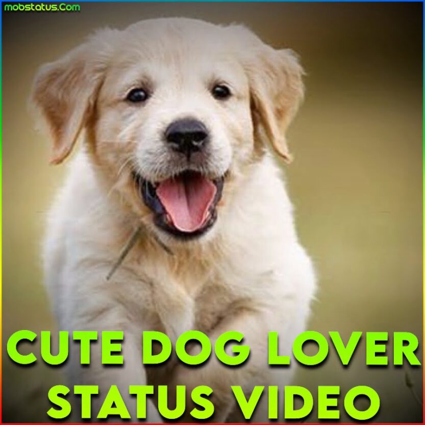 Cute Dog Lover WhatsApp Status Video Download, Full Screen 4k