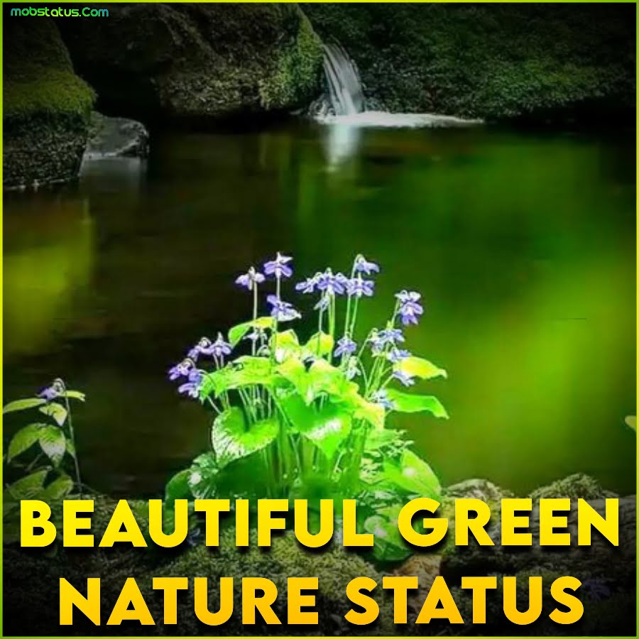 Beautiful Green Nature Whatsapp Status Video