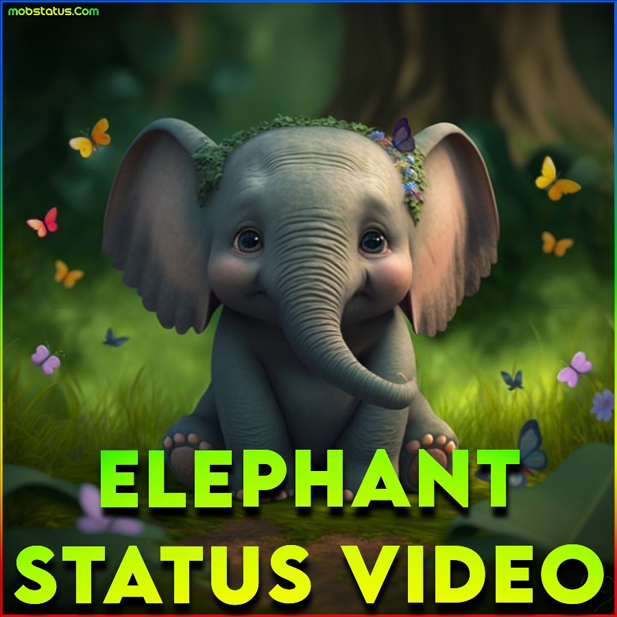 Elephant Whatsapp Status Video